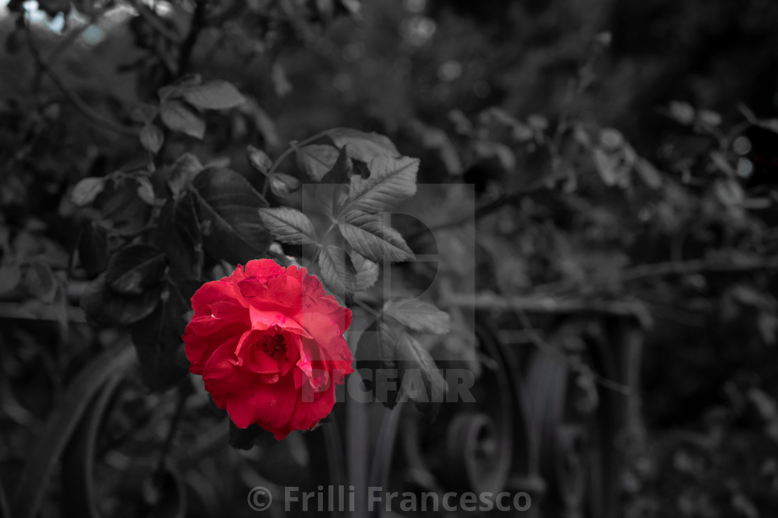 "Red roses IV" stock image