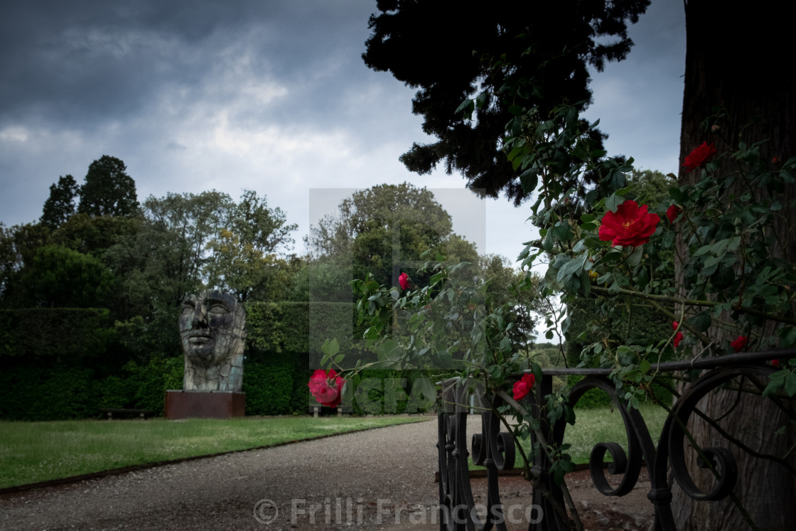 "Red roses I" stock image