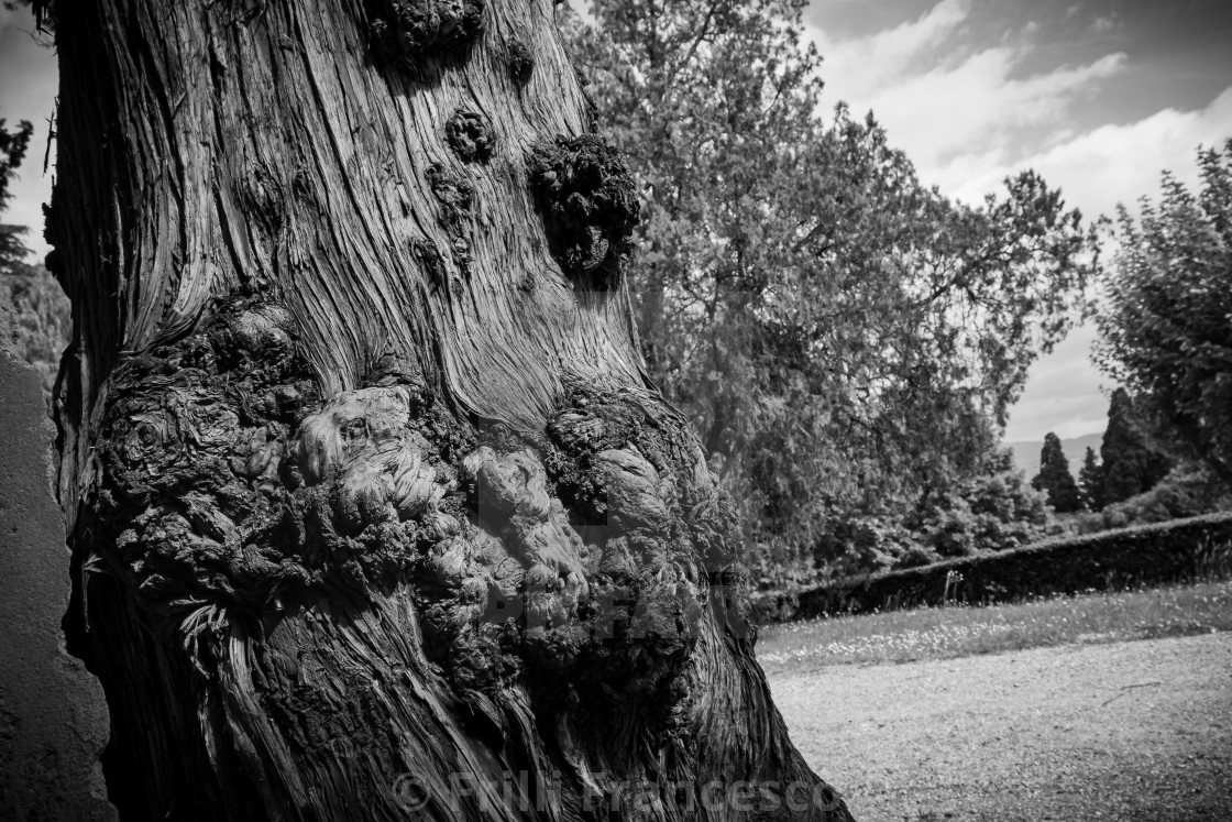 "Cypress nodes" stock image