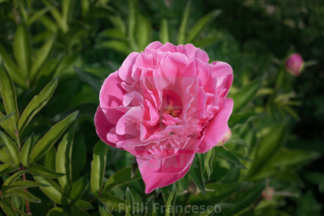 "Pink rose II" stock image