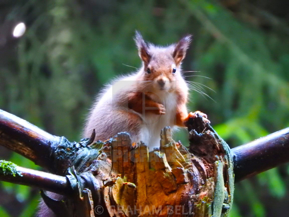 "RED SQUIRREL" stock image