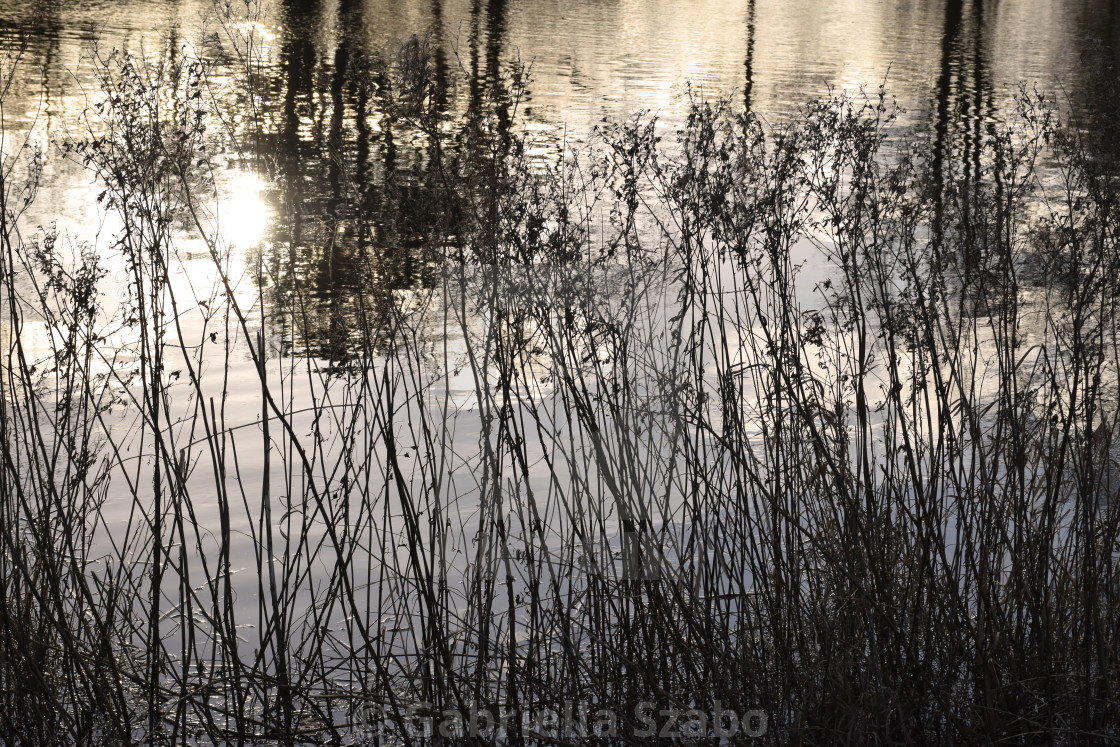 "at the river bank" stock image