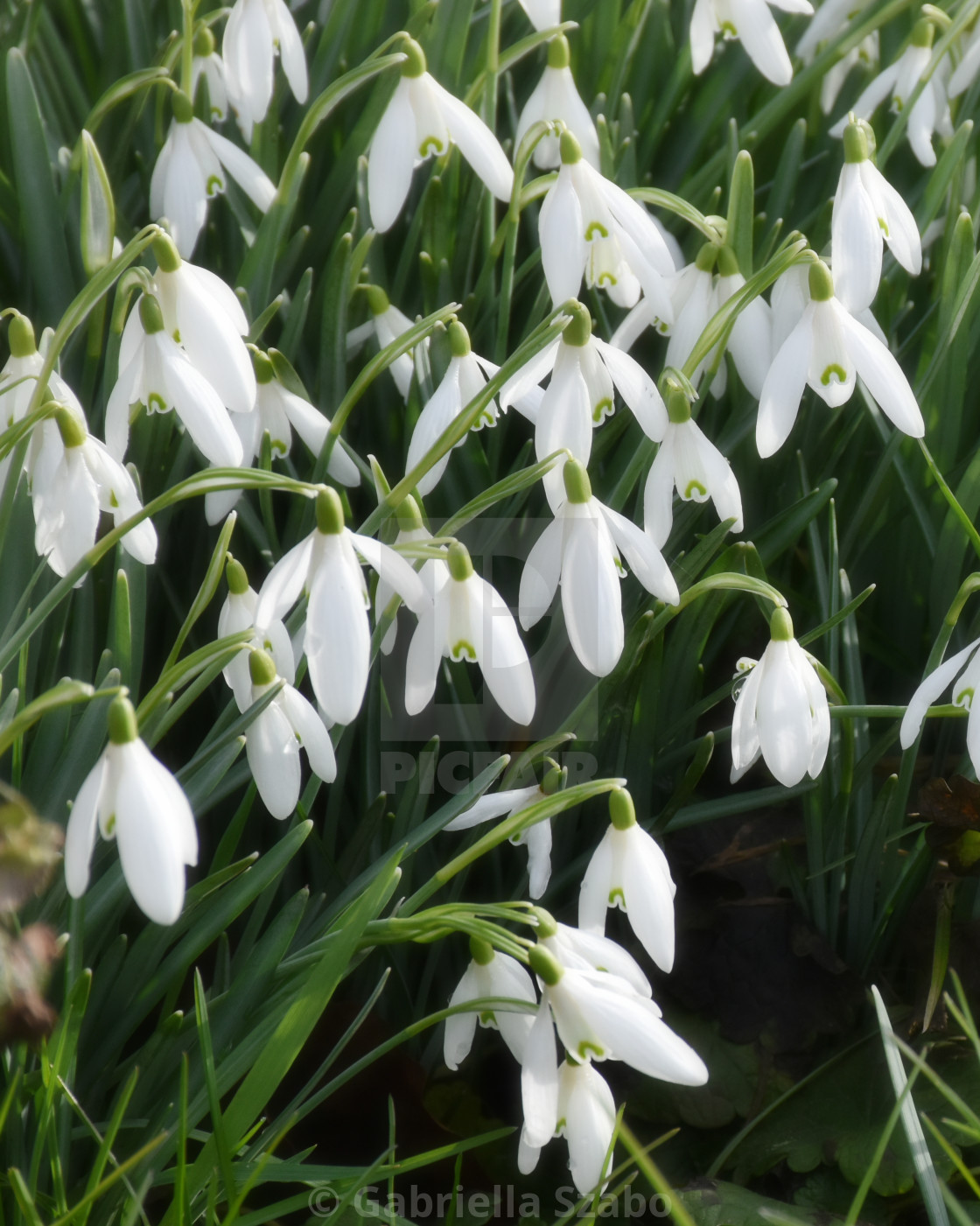 "snowdrop" stock image