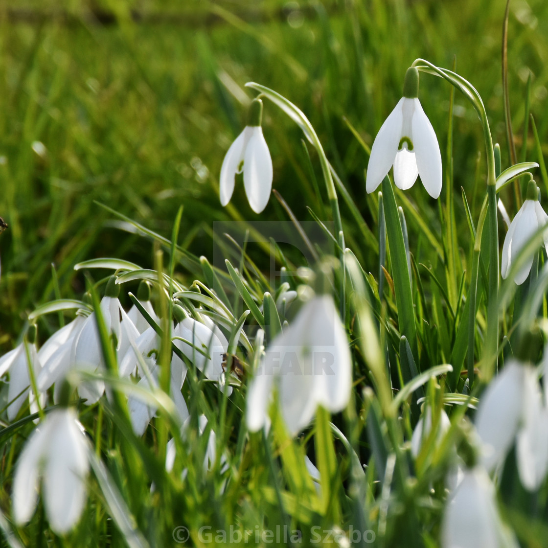 "snowdrop" stock image