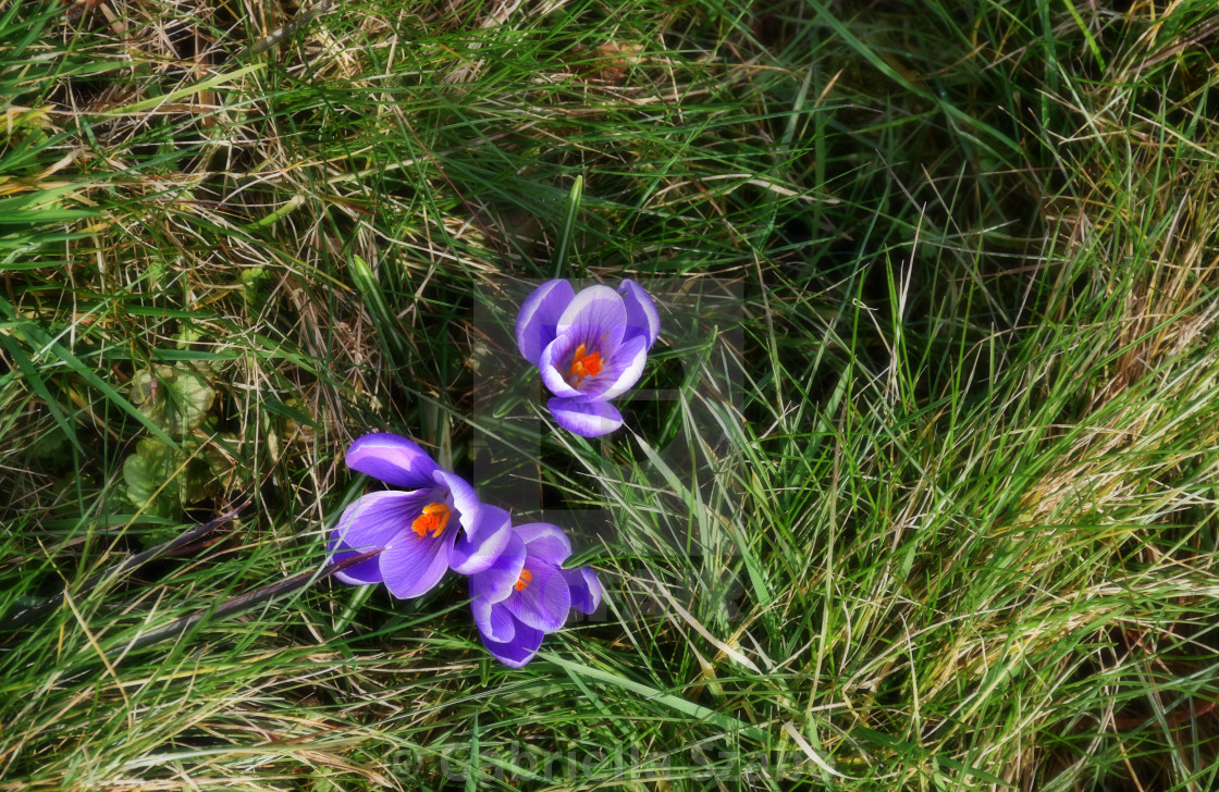 "crocus" stock image