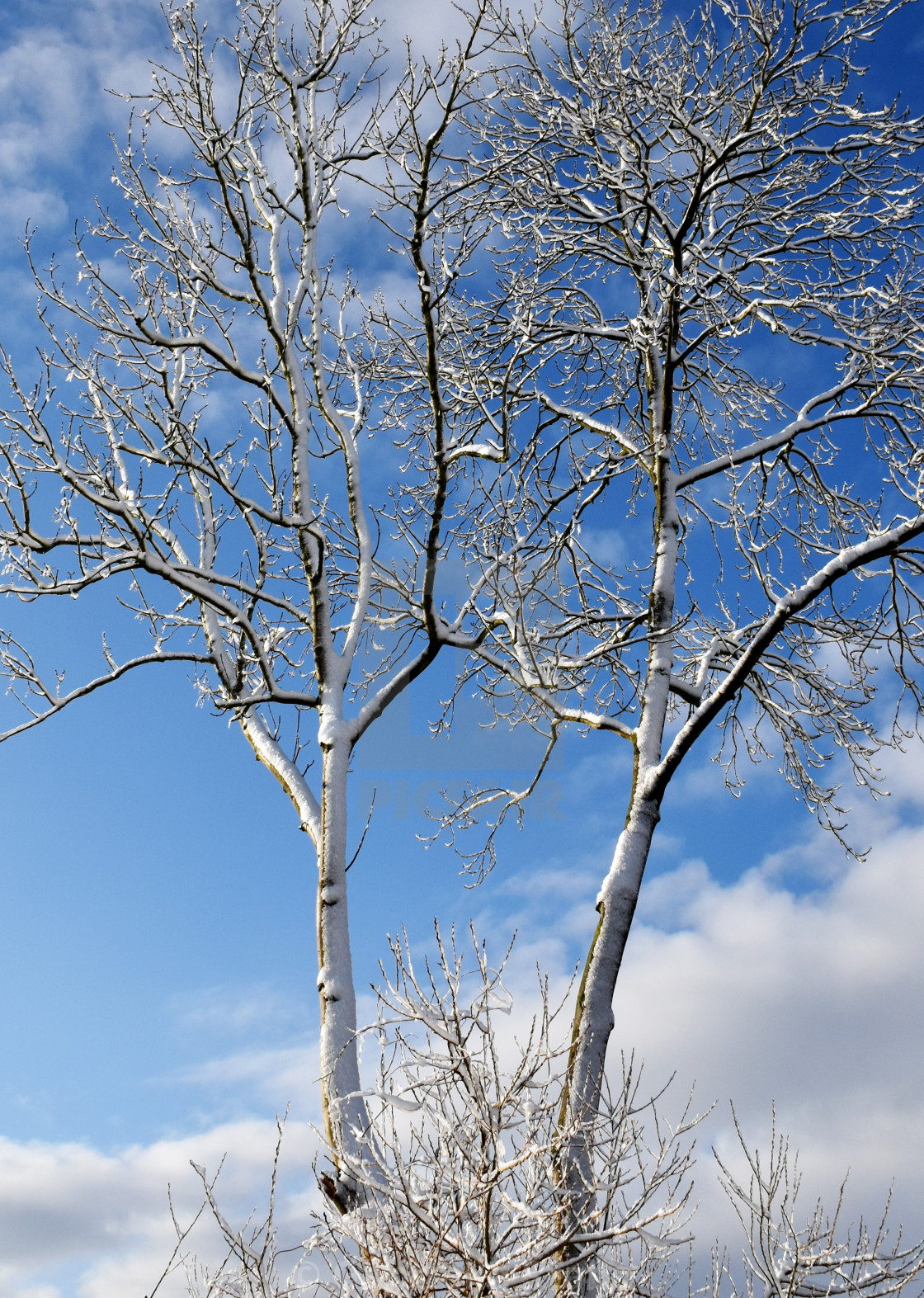 "tree" stock image