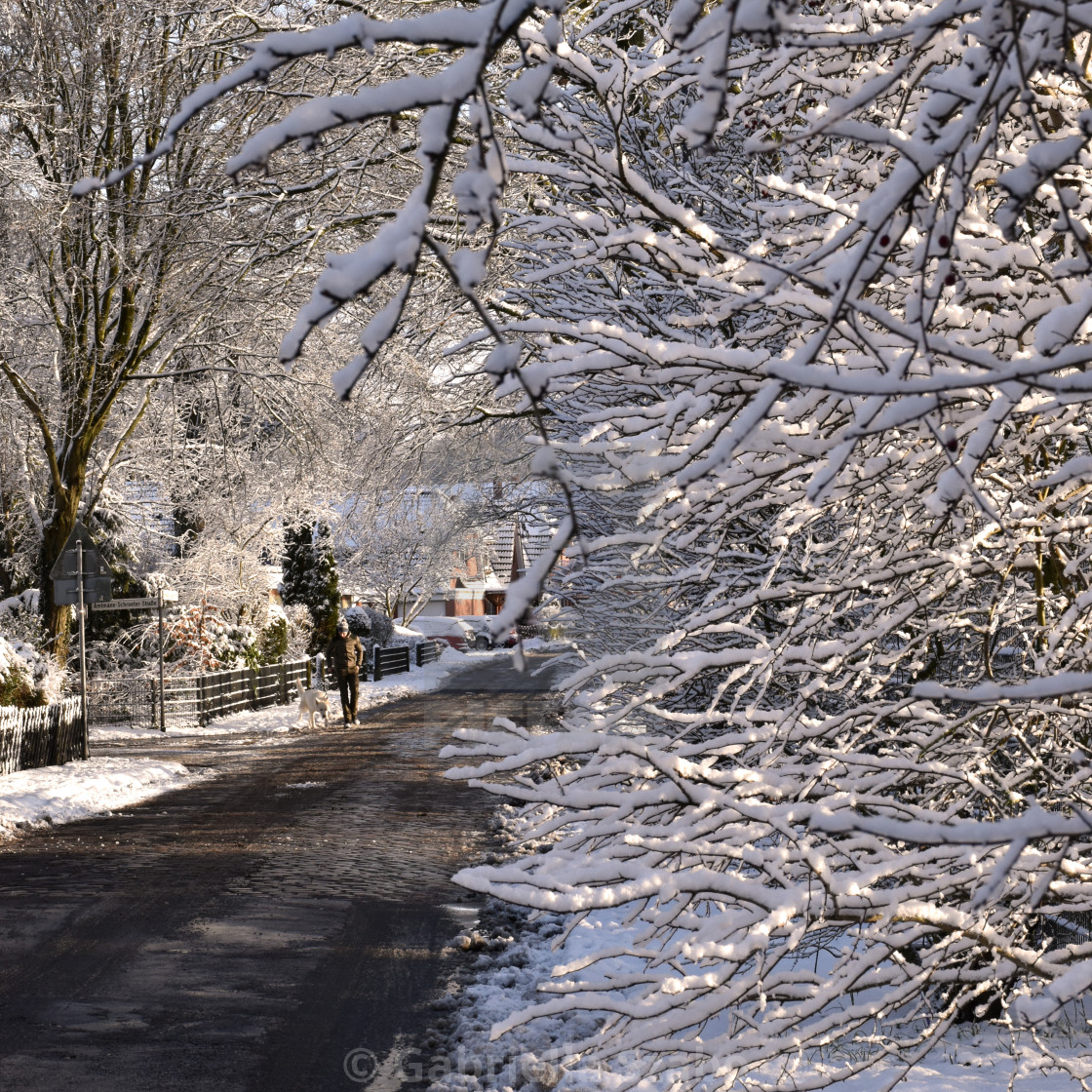 "snowy branches" stock image