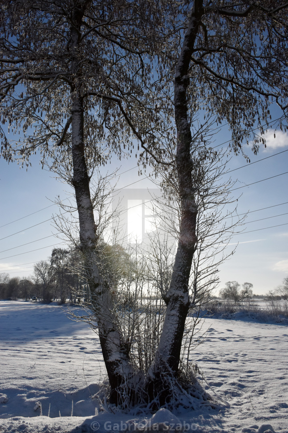 "tree" stock image