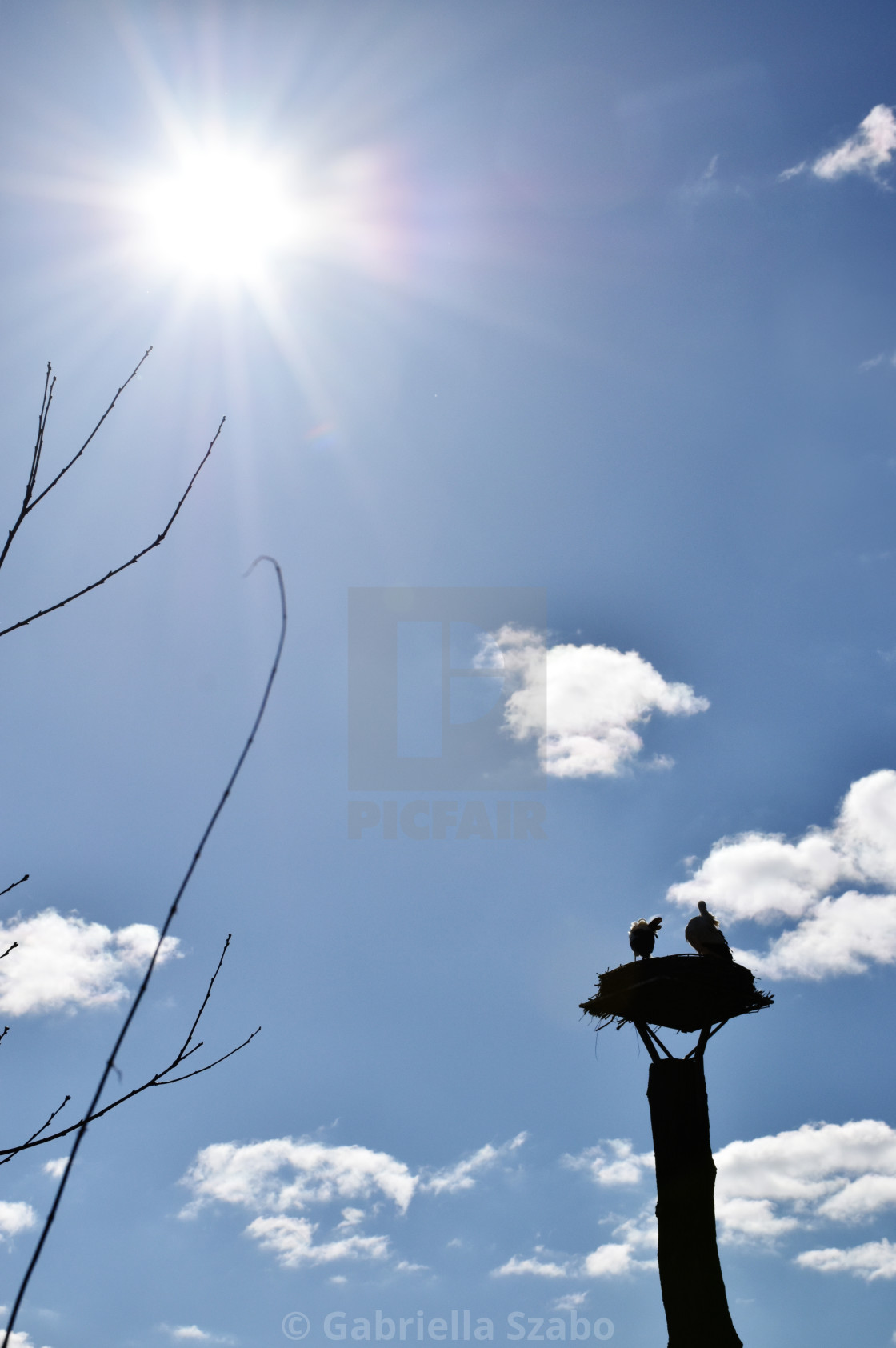 "storks" stock image