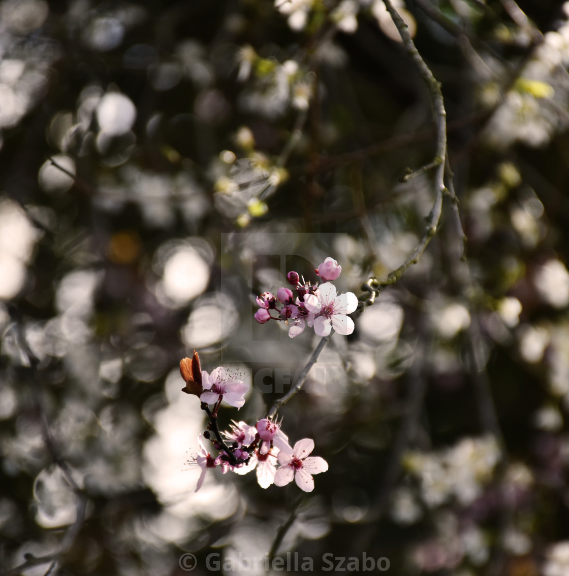 "spring" stock image