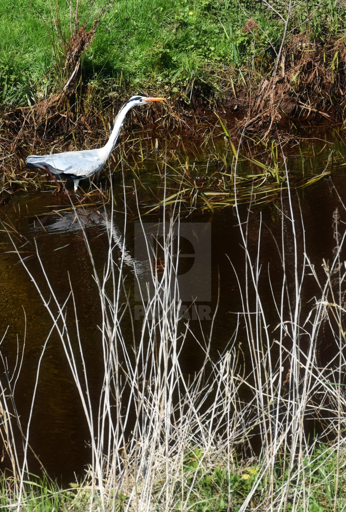 "egret" stock image