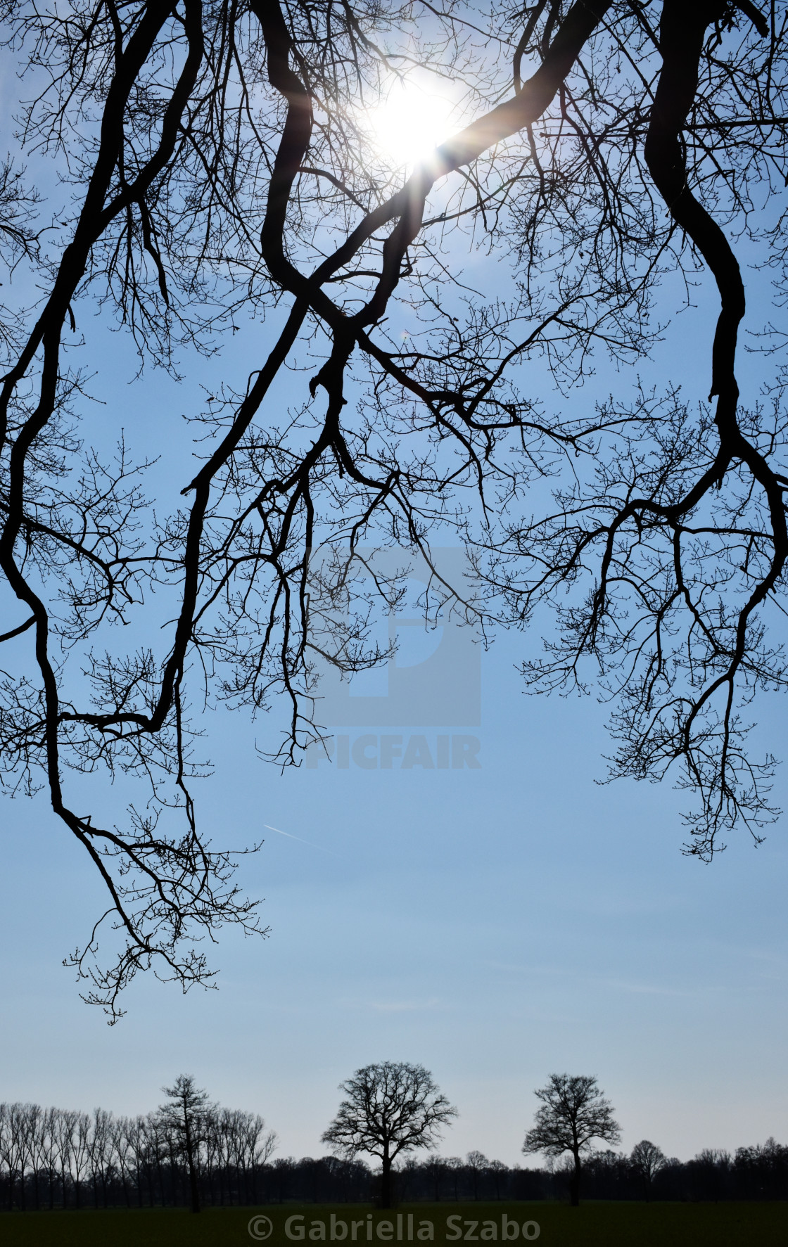 "branches" stock image