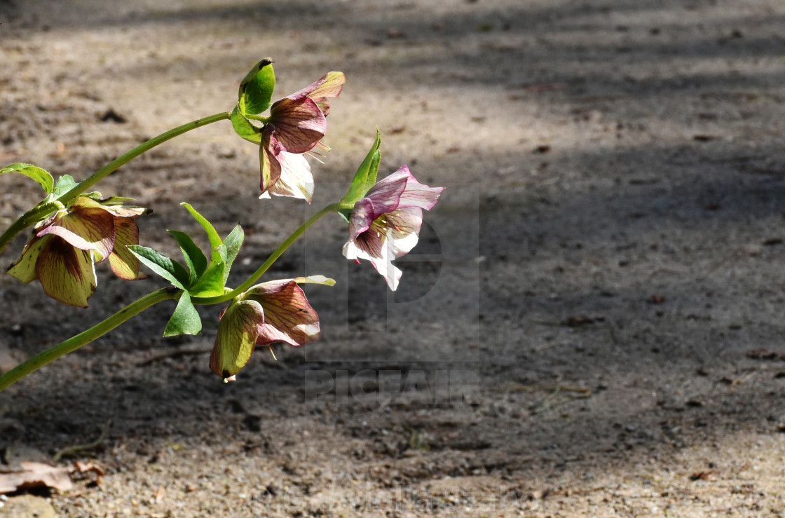 "flower" stock image