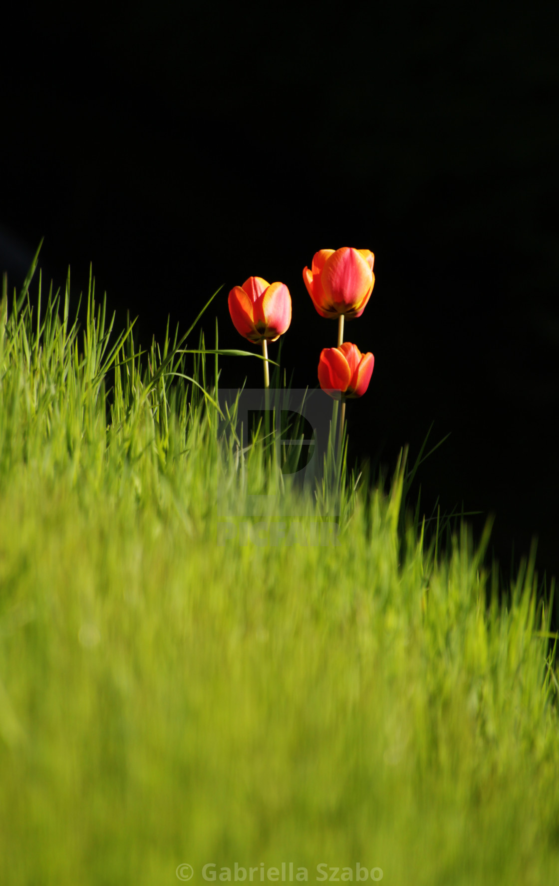 "three the tulips" stock image