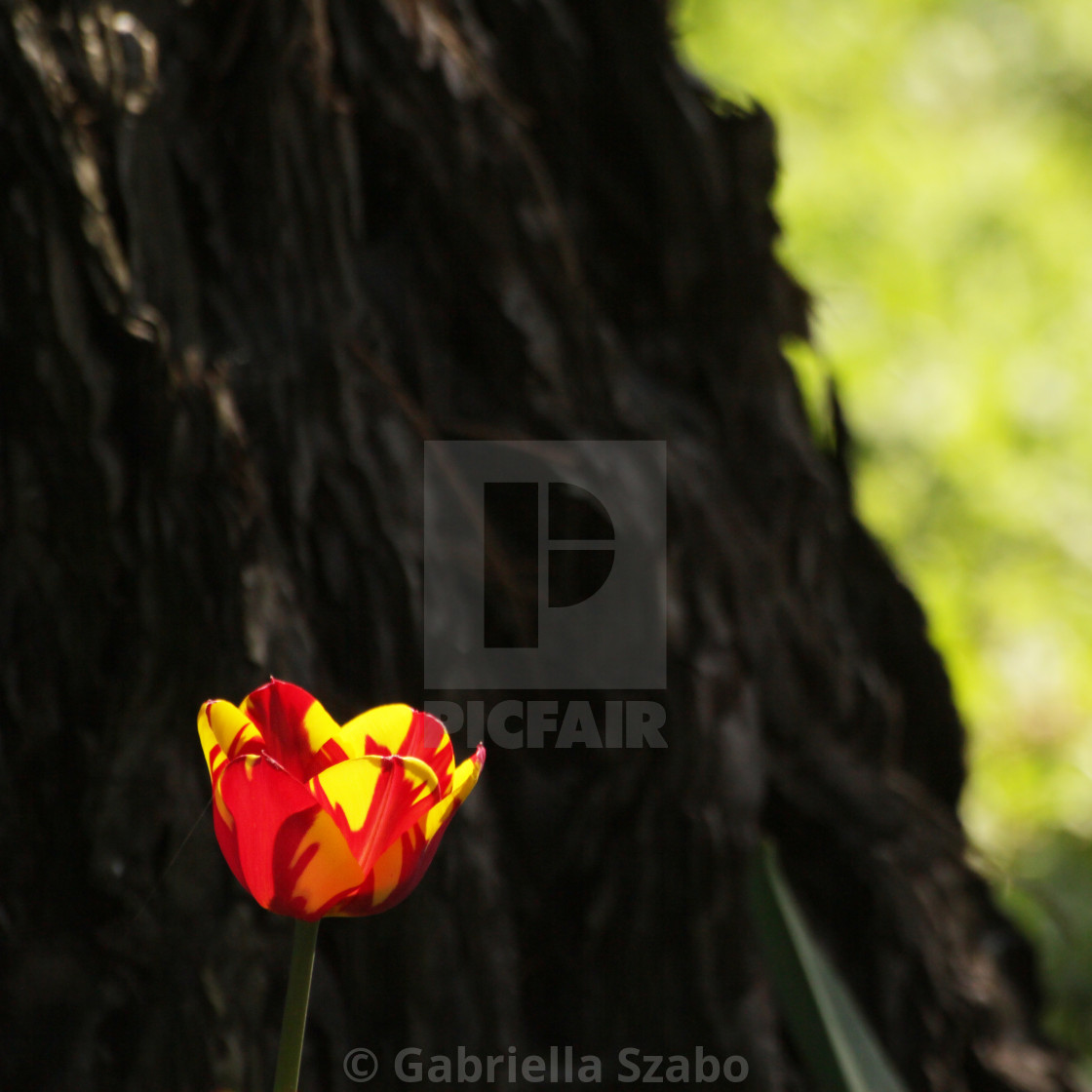 "tulip" stock image