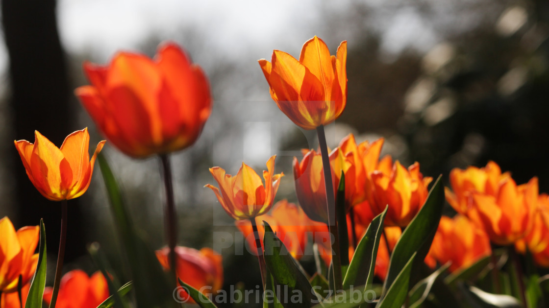 "orange tulips" stock image