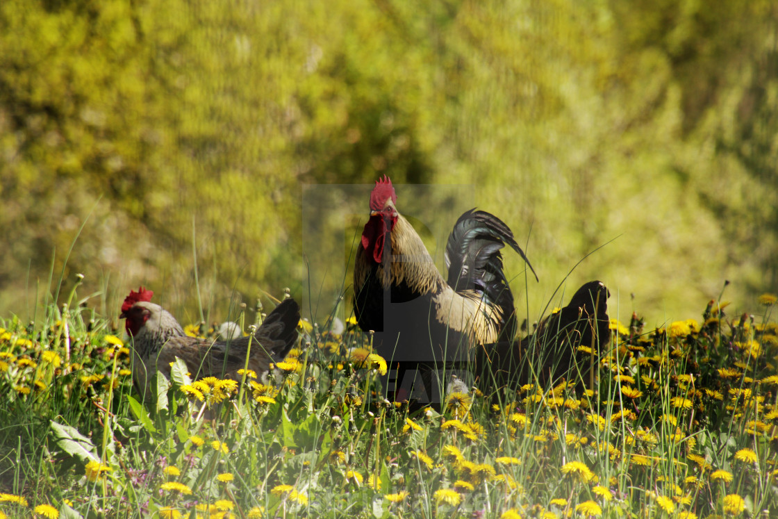 "rooster" stock image