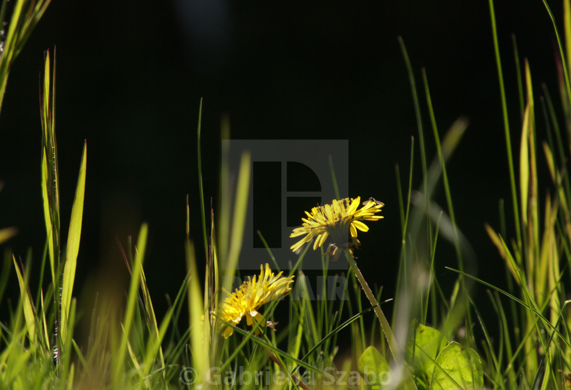 "field" stock image