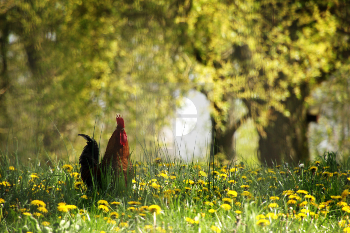 "rooster" stock image