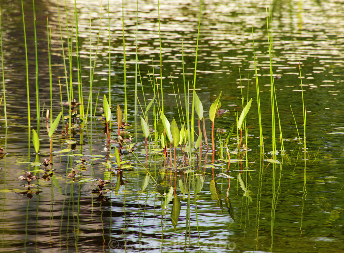 "green" stock image