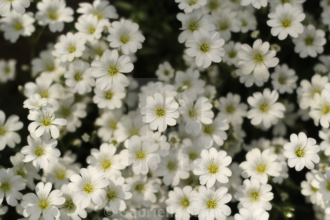 "flowers" stock image