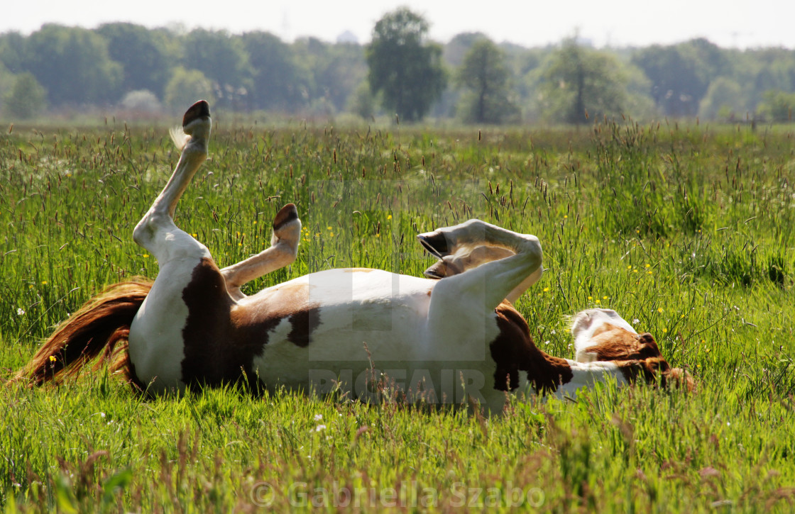 "horse" stock image