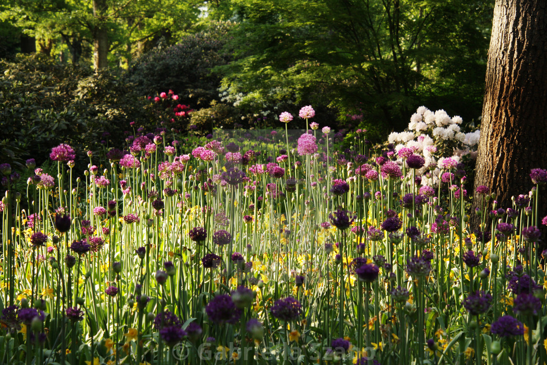 "flowers" stock image