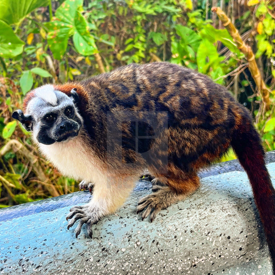 "Geoffroy's Tamarin Gamboa, January 2023" stock image