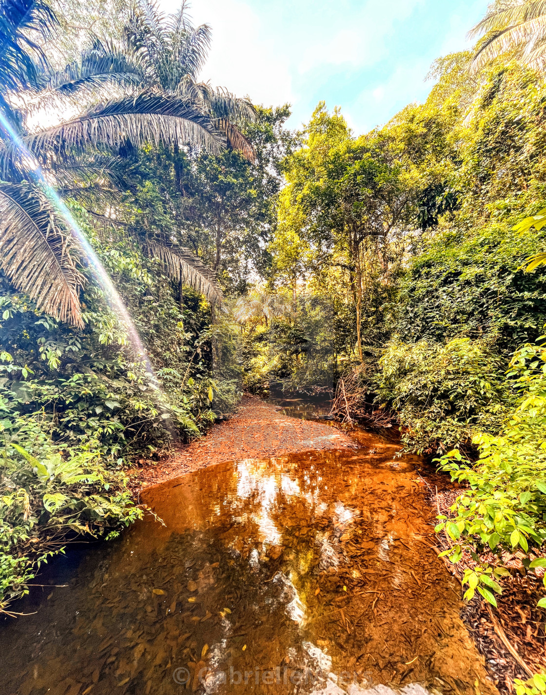 "In the Soberania National Park, Panama, Early 2023" stock image