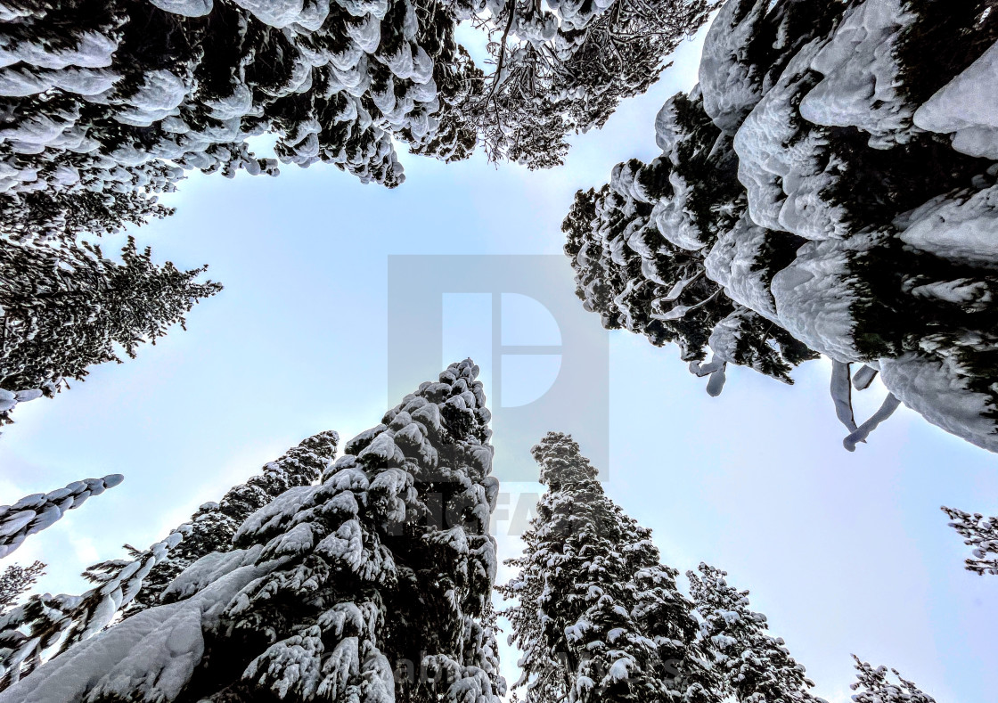 "Look Up to Snowy Trees, 2023" stock image