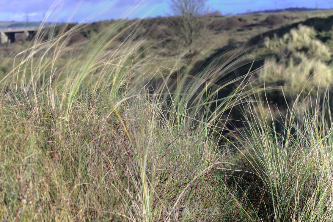 "Blurred Grass" stock image