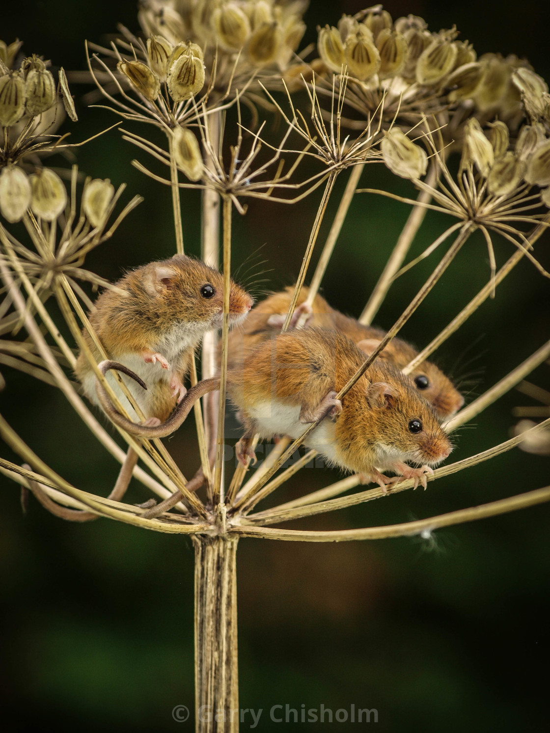 "Three's a crowd" stock image