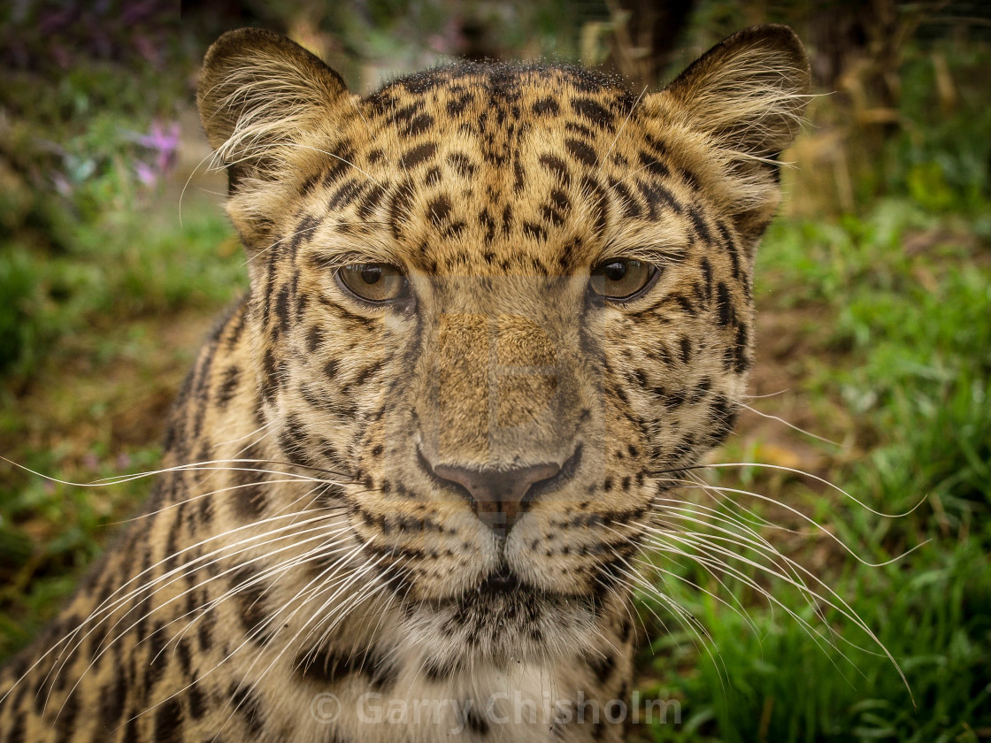 "Butter wouldn't melt" stock image