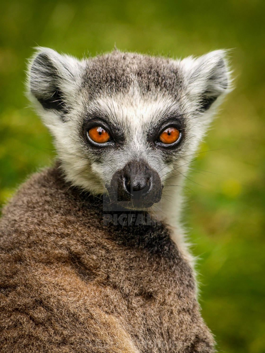 "Portrait pose" stock image