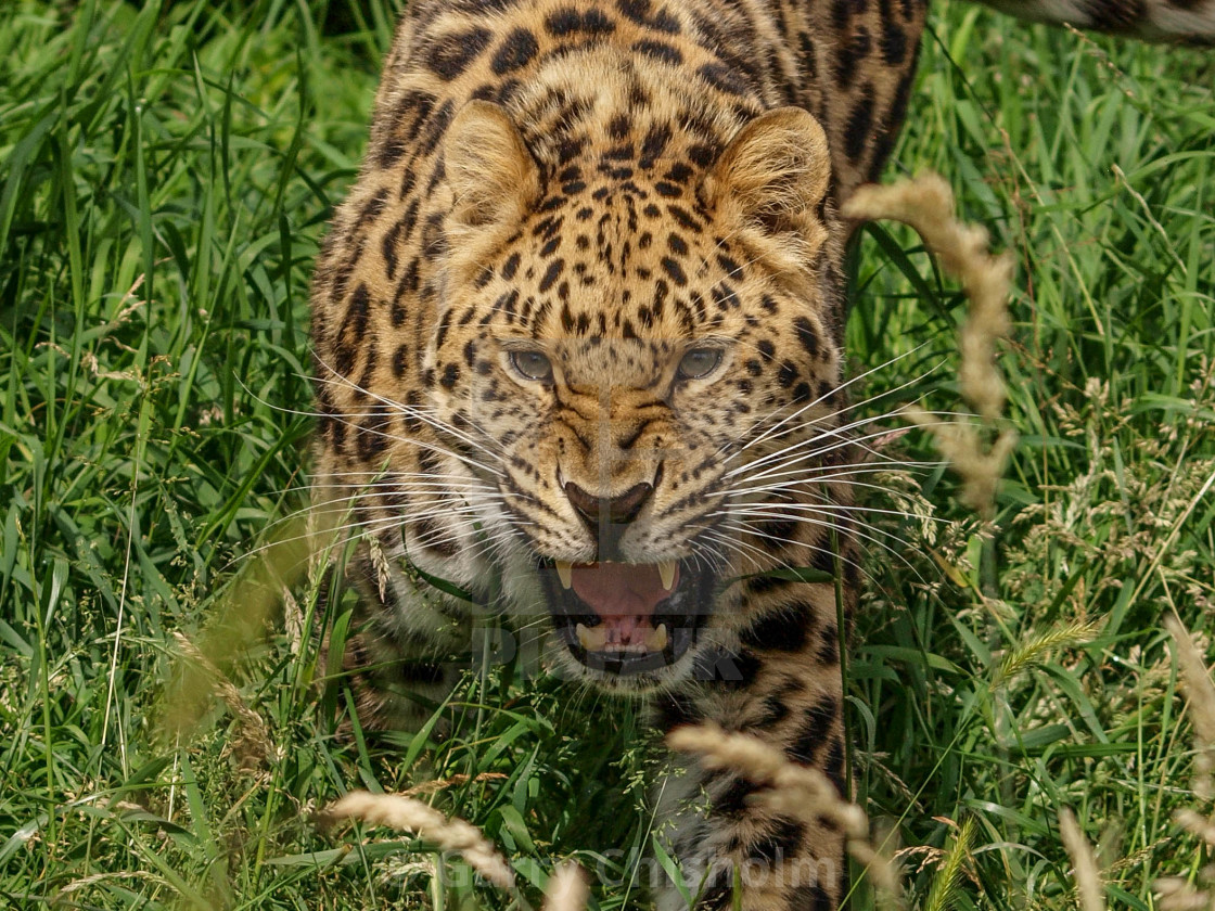 "Attack, attack, attack!!!" stock image