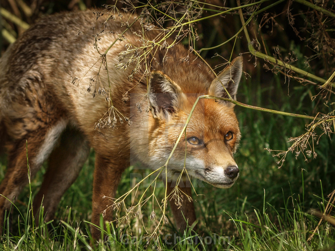 "Wary" stock image