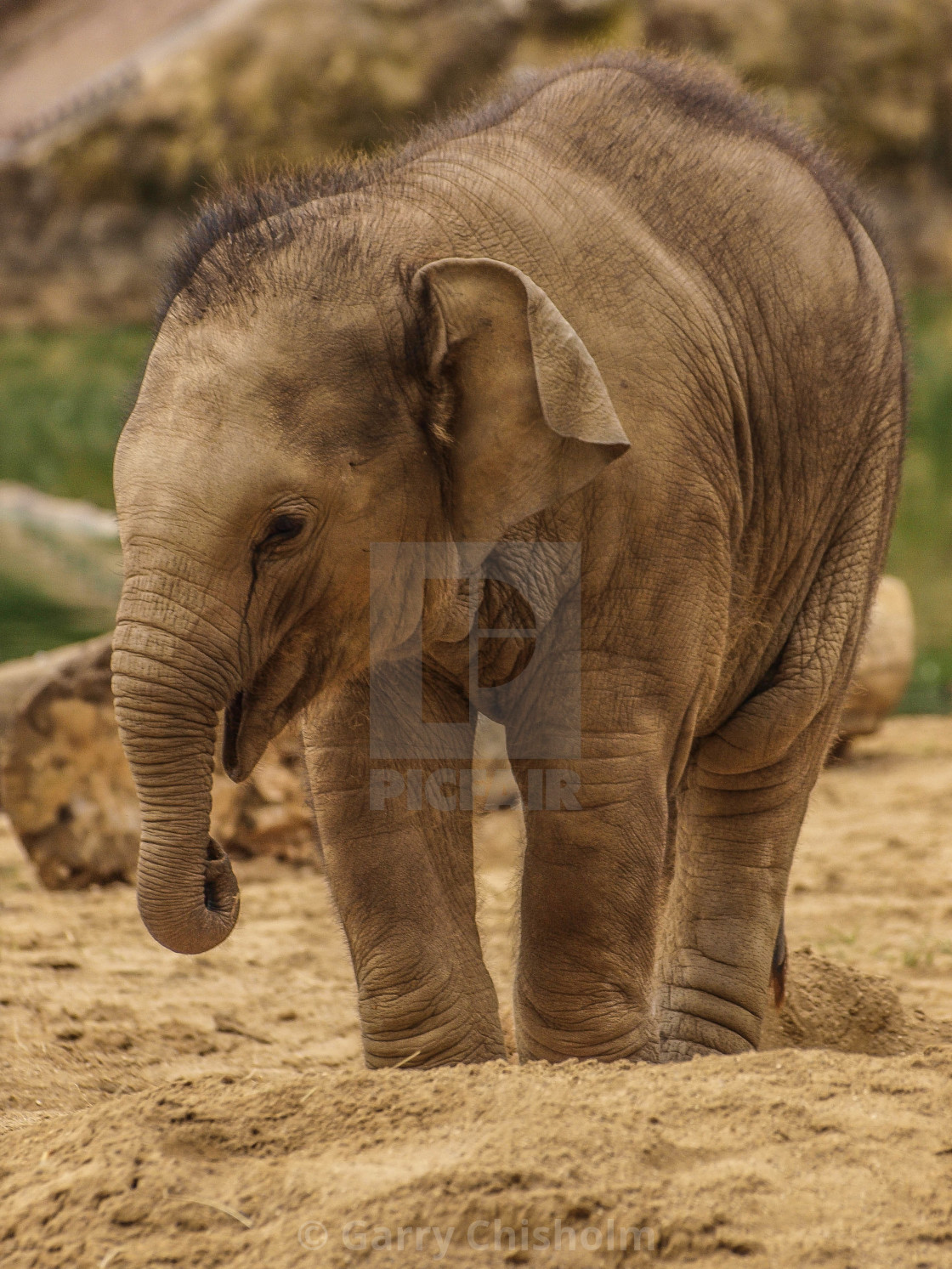 "Young elephant" stock image