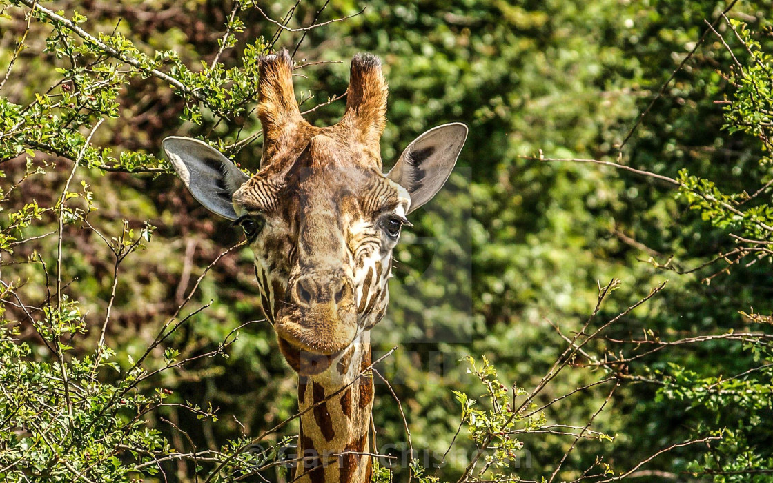 "Giraffe" stock image