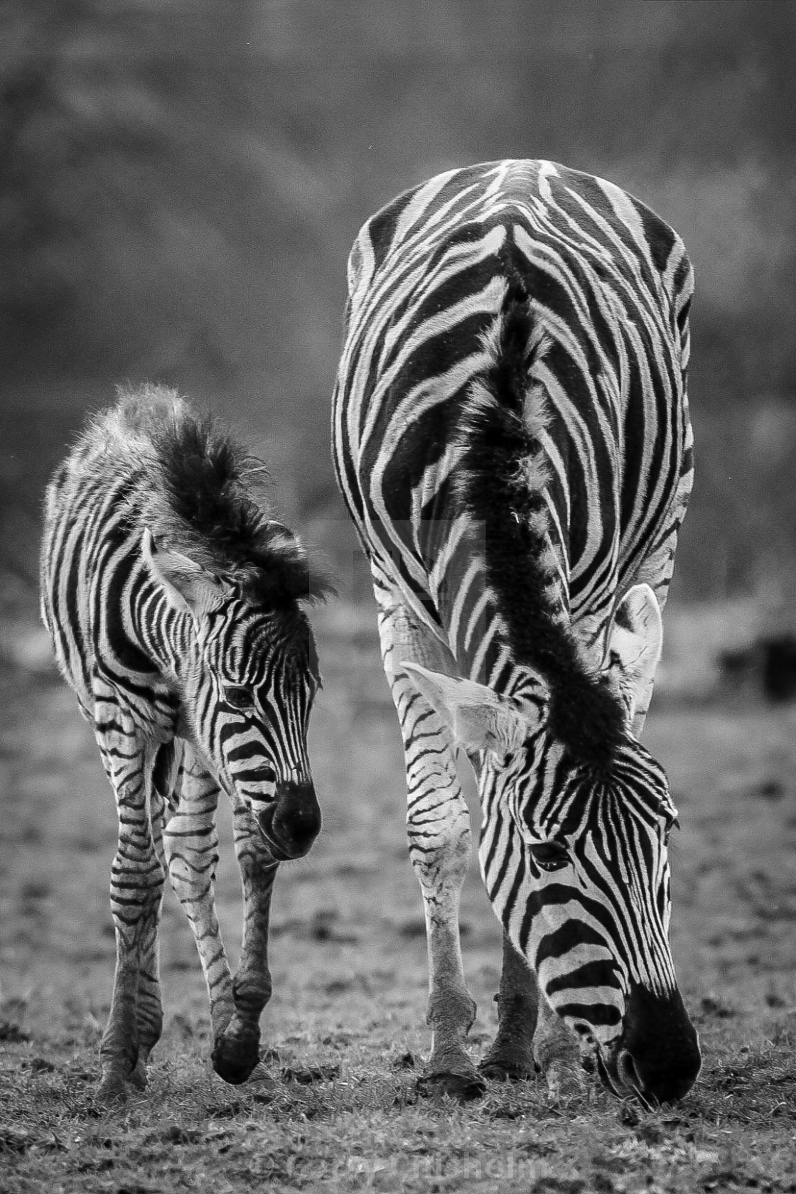 "Black and white in black and white" stock image