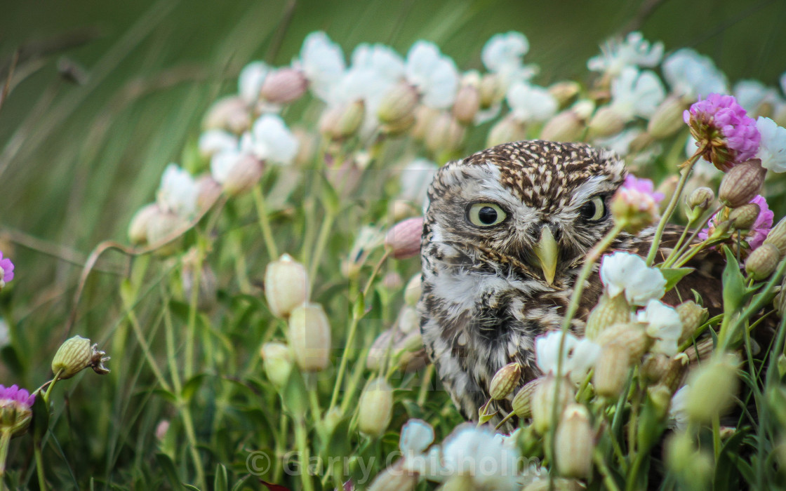 "Peekaboo" stock image