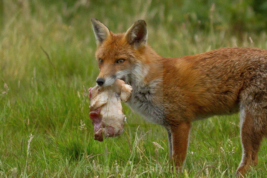 "Mouthful" stock image