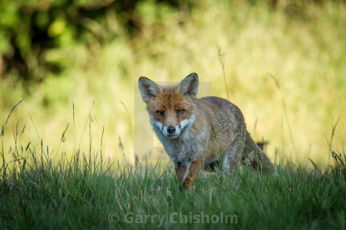 "Evening fox" stock image