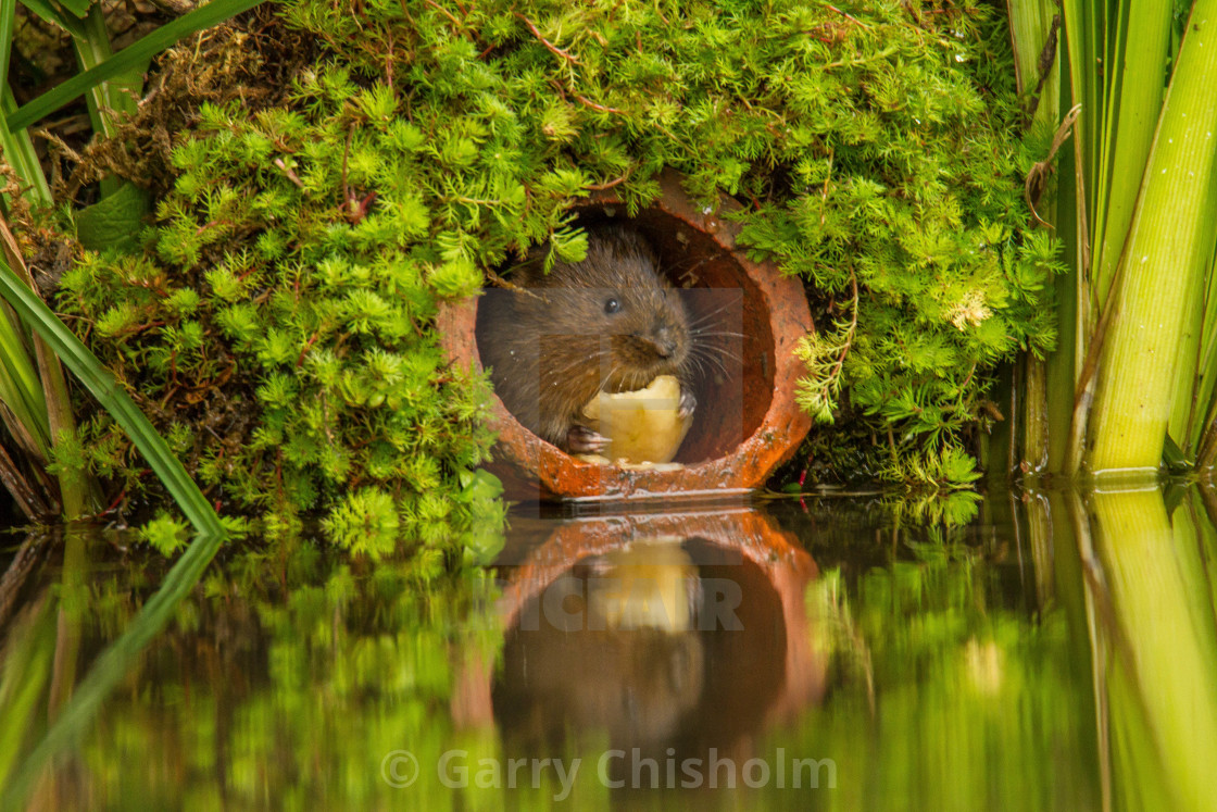 "Water Vole" stock image