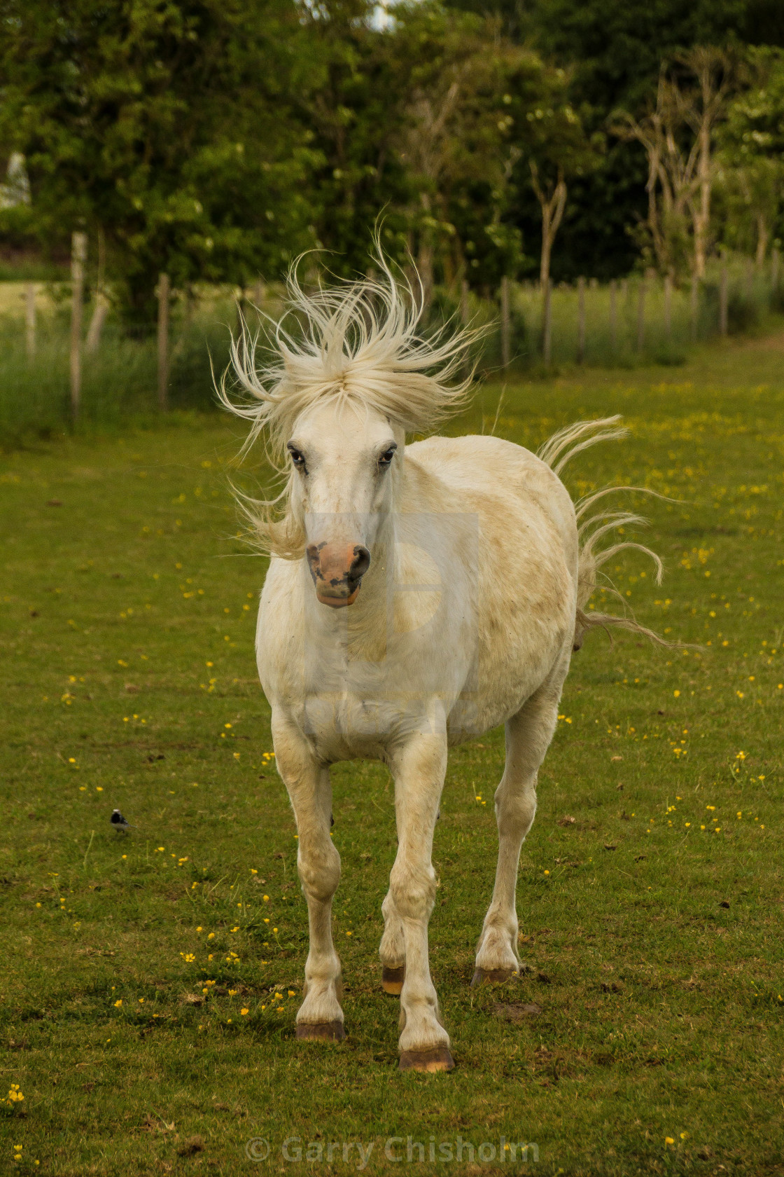 "Bad hair day" stock image