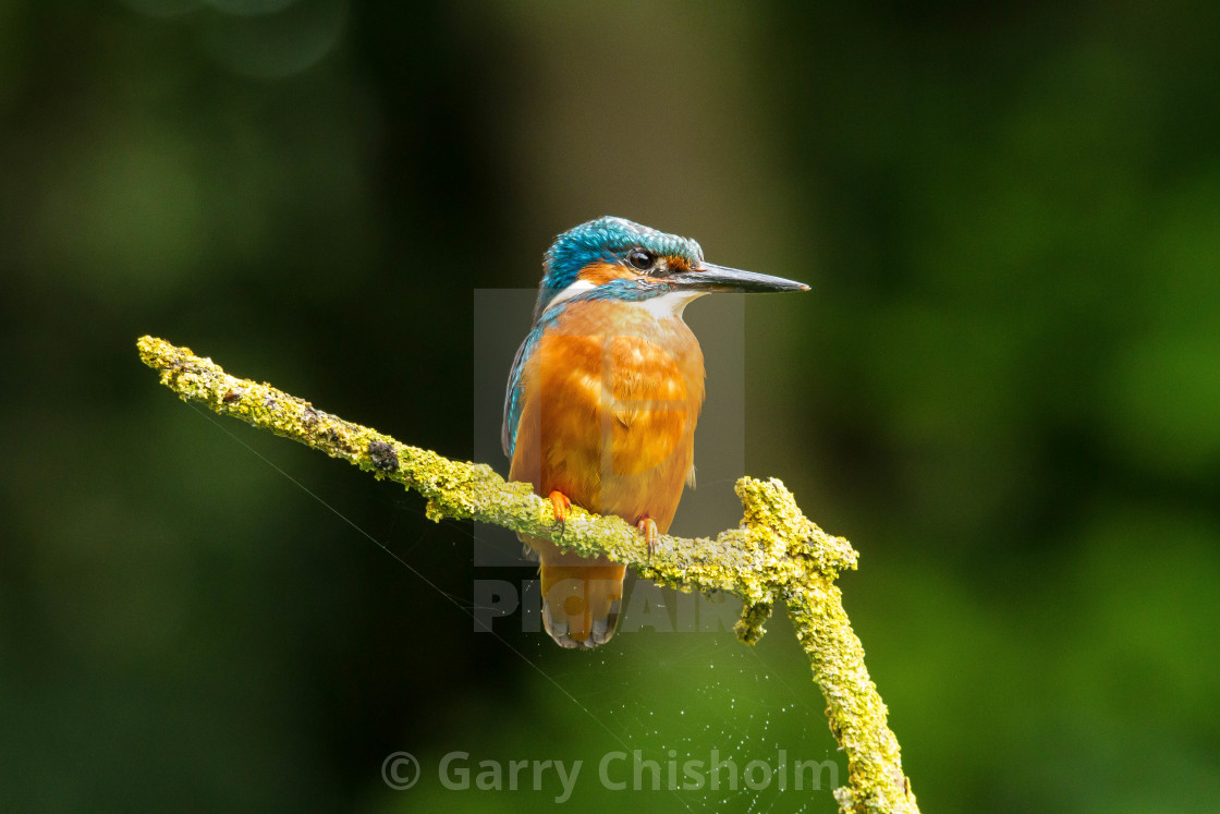 "The Kingfisher & the cobweb" stock image