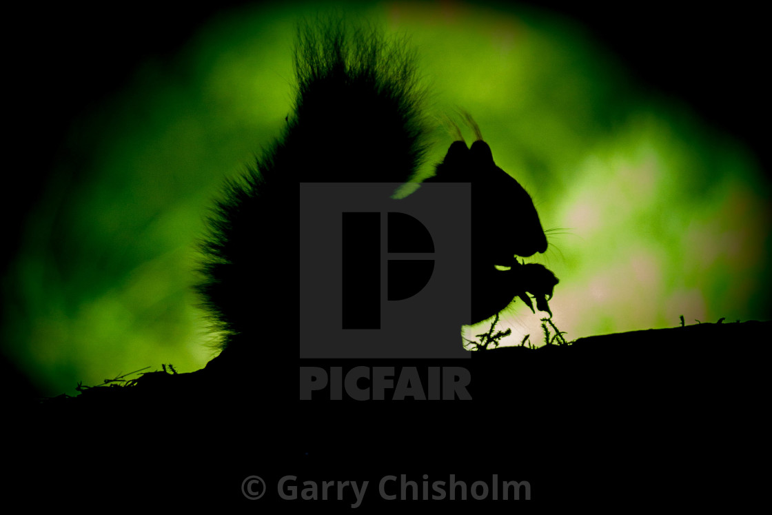 "Backlit red squirrel" stock image