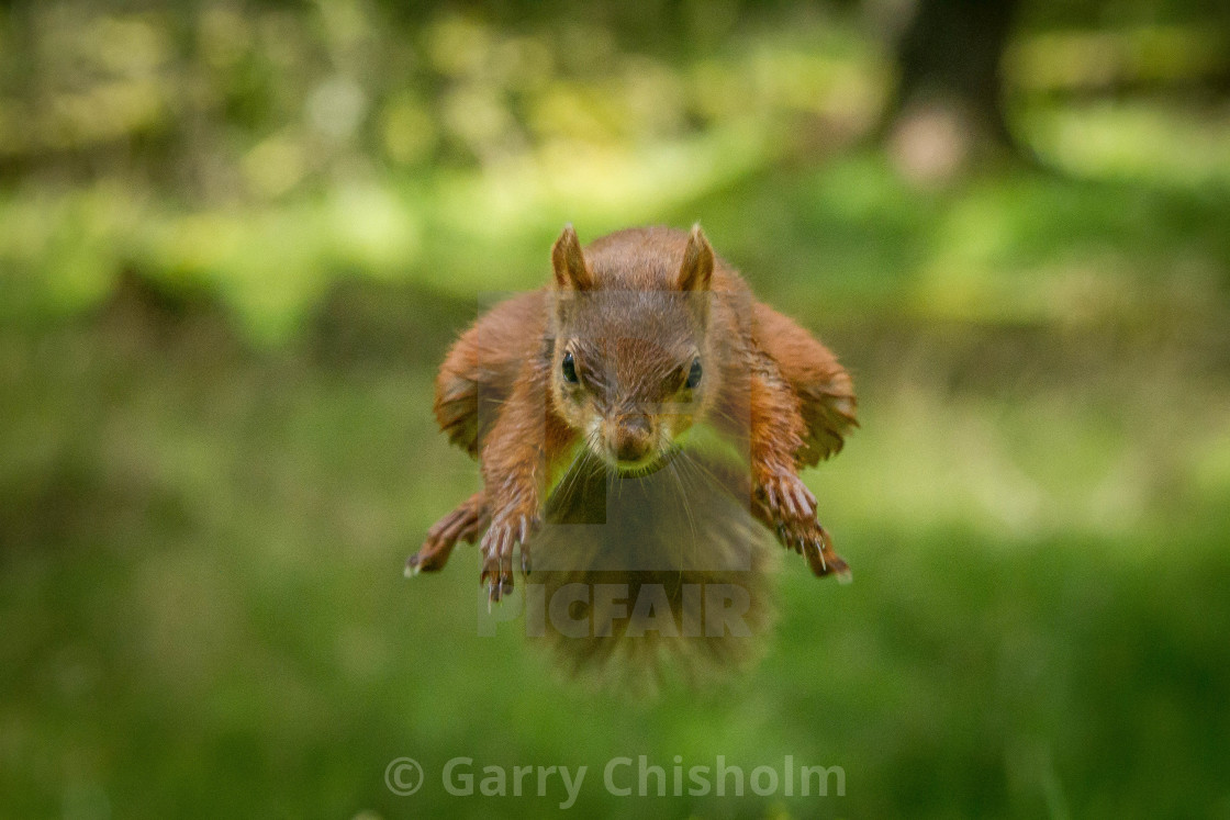 "Flying squirrel" stock image