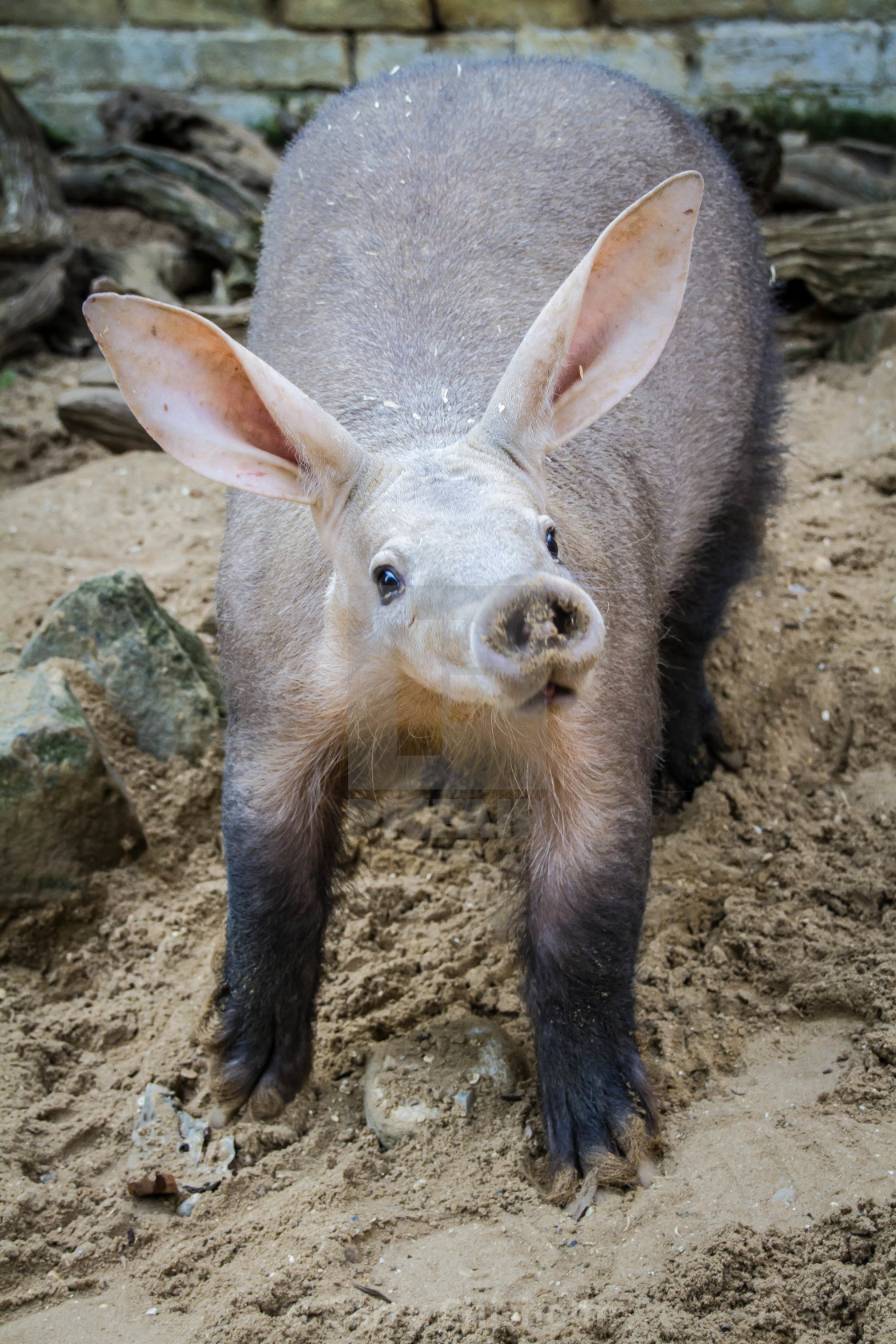 "Nosey Aardvark" stock image