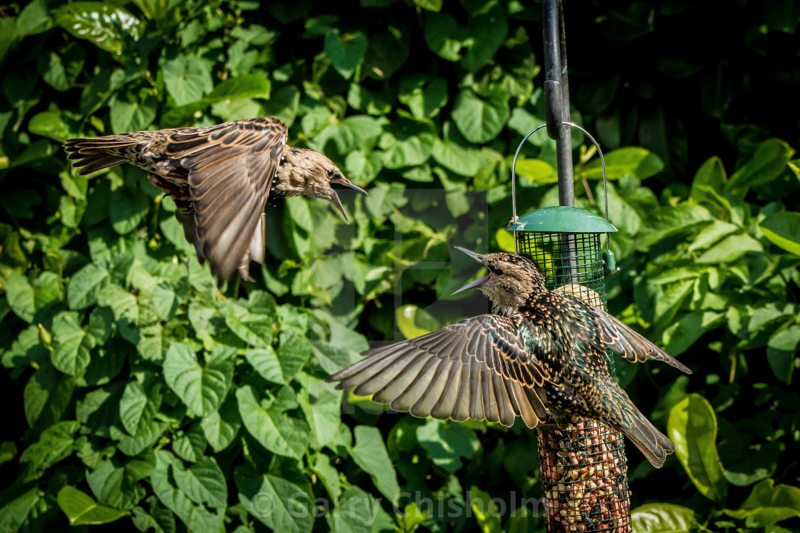 "Starling altercation" stock image