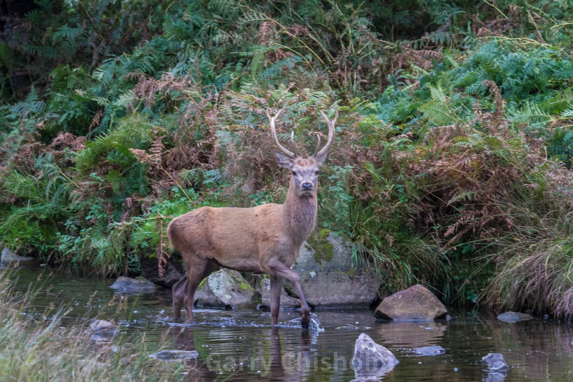 "Going for a paddle" stock image